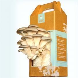 Gourmet Mushroom Kit mushrooms back to the roots